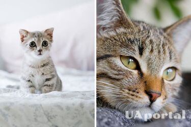 Чому коти люблять спати з господарями: вчені дійшли цікавого висновку