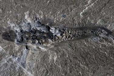 Вчені знайшли у Канаді древню скамʼянілість радіодонта: мав три ока та гострі шипи