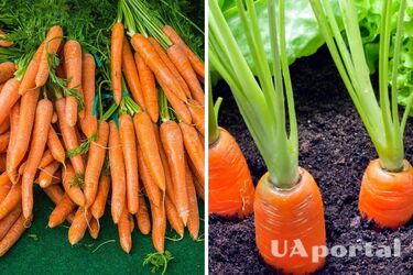 Сладкая и большая: как ускорить рост моркови