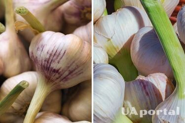 Будет размером с кулак: чем подкормить чеснок в мае