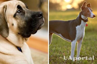С ними проблем не будет: какие породы собак можно держать в квартире