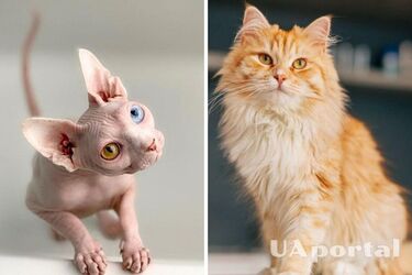 Нелегкий характер: з якими породами котів тяжко налагодити комунікацію