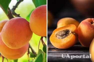 Доведеться ділитись із сусідами: чим обробляти абрикос для хорошого врожаю