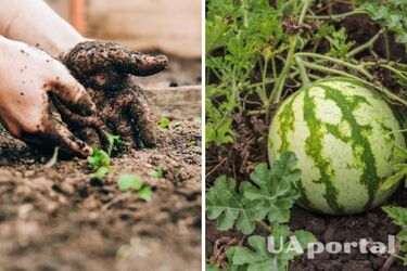 Коли садити дині та кавуни у 2025 році: місячний календар