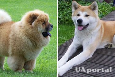 Найвірніші друзі: які породи собак є відданими господарю