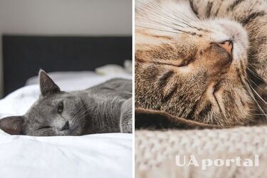 Спокойный сон гарантирован: почему коты будят хозяев ночью и как этого избежать