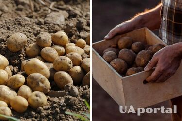 Вистачить на усю зиму: як захистити картоплю від шкідників та чим підживлювати
