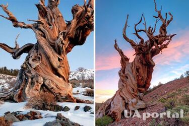 Біологи знайшли найстаріше дерево на планеті: зʼявилось ще до єгипетських пірамід