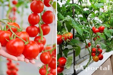 Урожай будете носить ведрами: какое удобрение использовать для помидоров