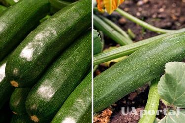 Сусіди питатимуть секрет багатого врожаю: чим підживлювати кабачки