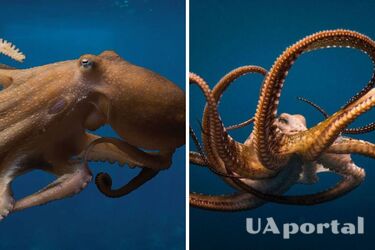 Ученые открыли секрет высокого интеллекта осьминогов