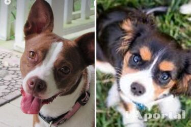 Чому собака нахиляє голову при розмові з нею: пояснення експертів