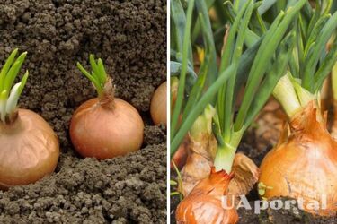 Не будете знати куди складати: чим підживити цибулю для хорошого росту