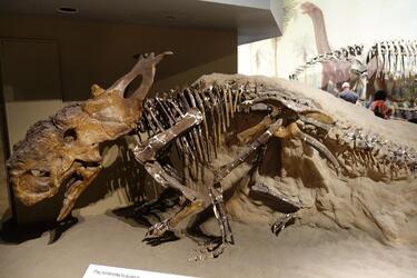 Чому одну з водойм у Канаді називають 'Річкою смерті' та яку роль вона зіграла у масовому вимиранні динозаврів