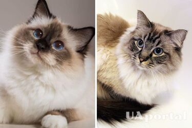 Ближайшие друзья: какие породы кошек очень привязаны к хозяевам