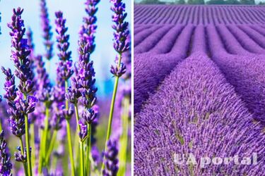 Будет пышно цвести: куда высадить лаванду