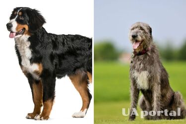 Вони живуть найменше: які породи собак мають найкоротшу тривалість життя