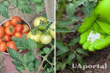 Будете збирати відрами: чим підживити помідори для хорошого врожаю