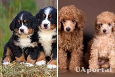 Идеально для новичков: какие породы собак наименее проблемны