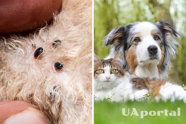 Блохи у домашнього улюбленця: як боротись та не нашкодити здоровʼю чотирилапого