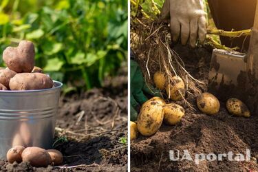 Урожай вас ошеломит: огородники дали действенные советы по выращиванию картофеля
