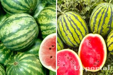 Будет огромный урожай: на каком нужно расстоянии сажать арбузы