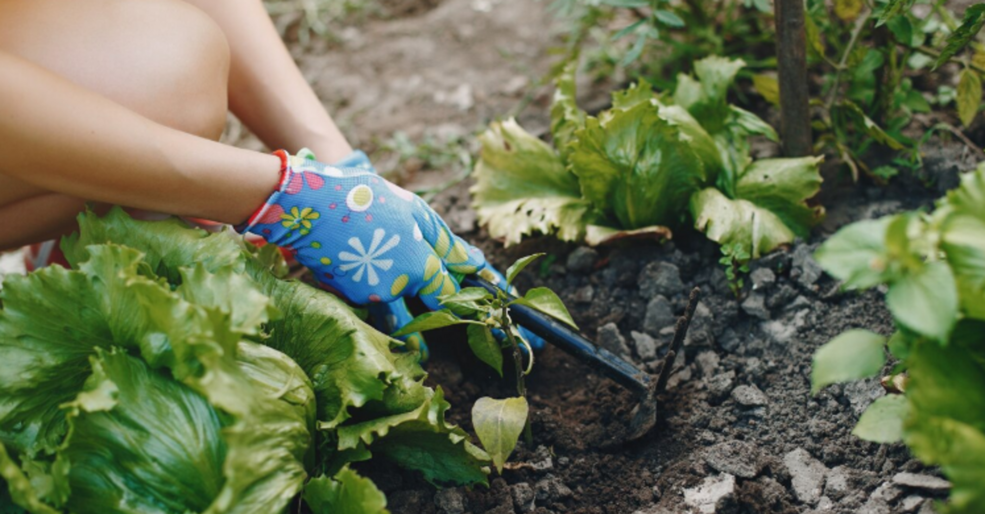 Огород много лет в пользовании: можно ли его приватизировать