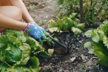 Огород много лет в пользовании: можно ли его приватизировать