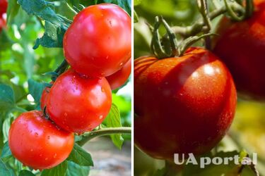 Плоды будут огромны: чем подкармливать помидоры