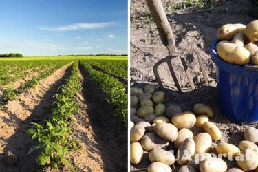 Может ли повысить урожайность картофеля срыв ее цветов: ответ огородников