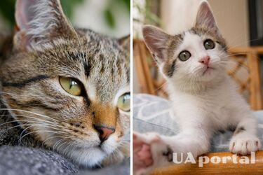 Це свої: як коти розпізнають власників