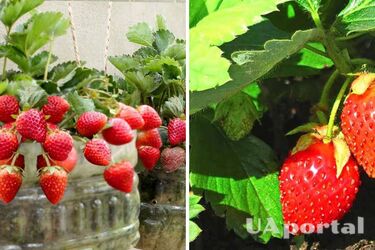 Будет размером с кулак: чем подкормить клубнику в мае