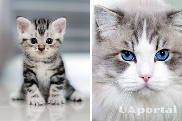 Це важливо для їх здоровʼя: чому котів треба годувати до 20 разів на день