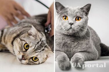 Когда стерилизовать кота, чтобы не навредить здоровью животного: ответ ветеринара