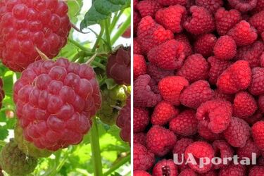 Що посадити біля малини, щоб не розросталась: поради городників