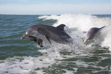 Голос океану: науковці дослідили, що дельфіни знають імена й говорять більше, ніж ми уявляли