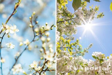 Сухо, солнечно и до +20: прогноз погоды в Украине на 8 мая.