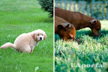 Весняна проблема: як захистити газон від собаки