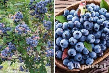 Ягоди будуть великими та солодкими: чим підживити лохину