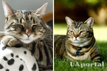 Как понять, что ваш кот унывает: топ очевидных признаков