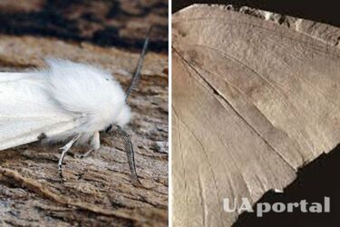 Науковці відкрили новий вид метеликів-гігантів: чим унікальні