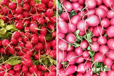 Правильное удобрение поможет редиске вырасти большой, сочной и приятной на вкус