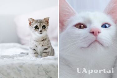 Чому коти так люблять спати у дивних місцях та коли це має викликати тривогу