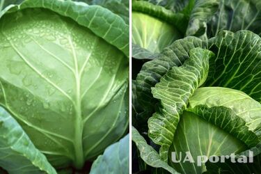 Врожай здивує усіх: чим підживити капусту