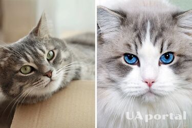 Чому котів категорично не можна хапати за загривок та чим це може загрожувати: відповідь ветеринара