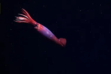 Те, чого ніхто не бачив: в Антарктиді вперше зафіксували невловиму істоту (фото)