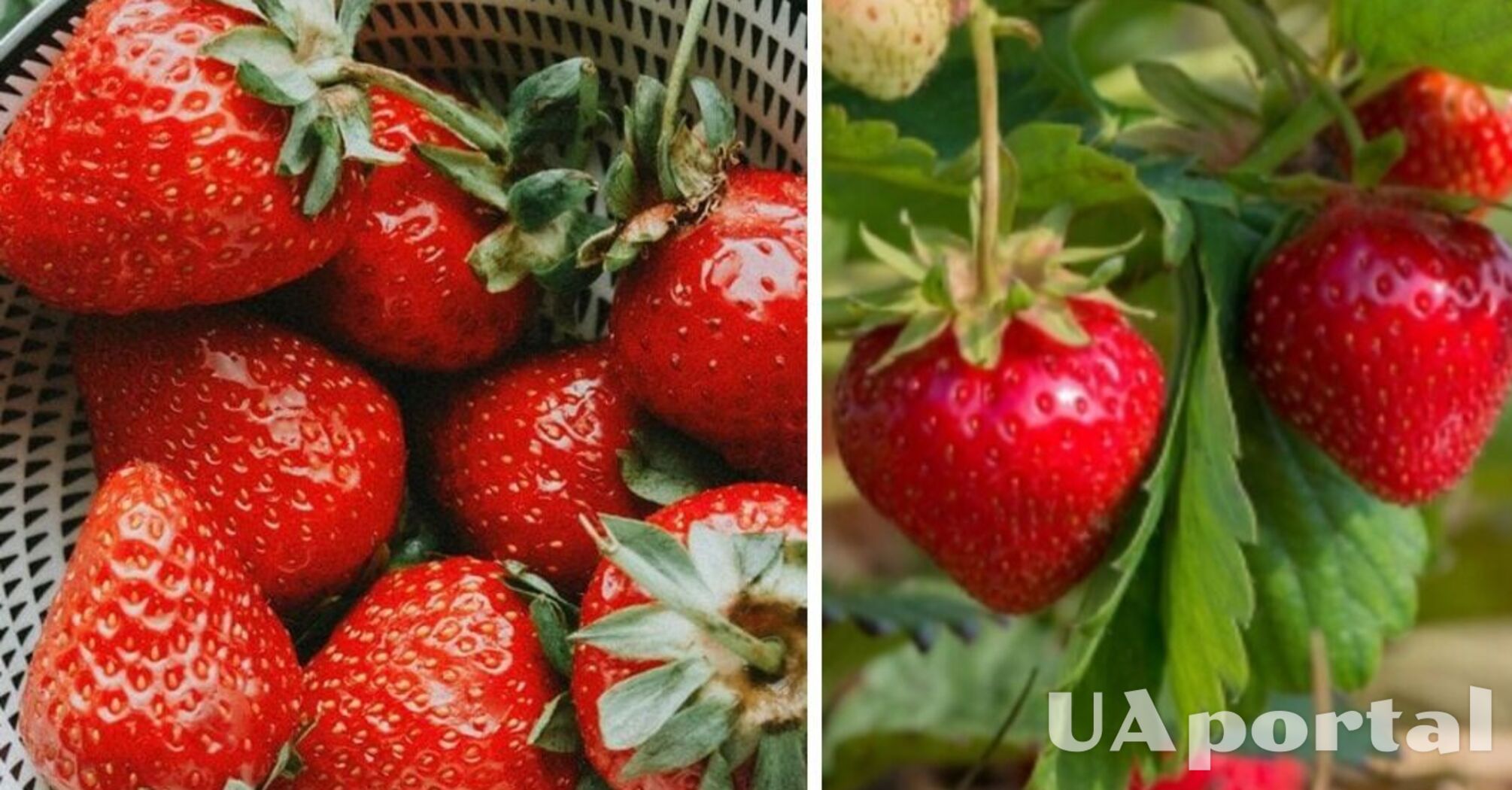 Будет размером с кулак и сладкой, как мед: чем подкормить клубнику