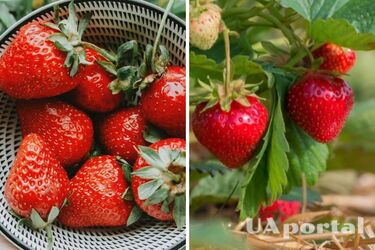 Буде розміром з кулак та солодкою, як мед: чим підживити полуницю