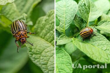 Як вберегти картоплю від колорадського жука: допоможуть прості та доступні засоби