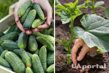 Врожаю вистачить надовго: чим підживити огірки